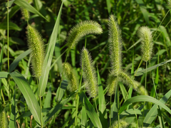Setaria viridis