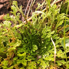 Selaginella pallescens