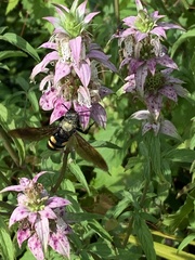 Pygodasis quadrimaculata