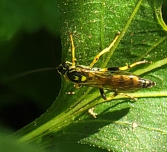 Ichneumon annulatorius