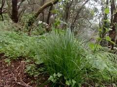 Carex canariensis