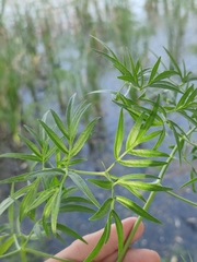 Cenolophium denudatum