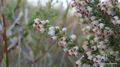 Erica brownleeae