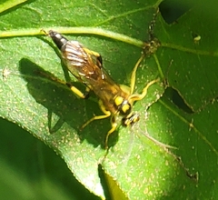 Ichneumon annulatorius