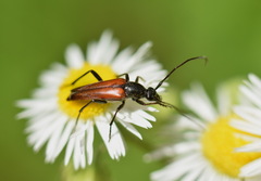Stenurella bifasciata