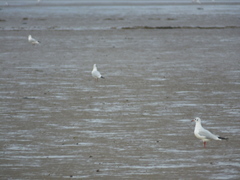 Chroicocephalus ridibundus