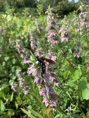 Pygodasis quadrimaculata