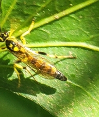 Ichneumon annulatorius