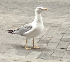 Larus michahellis