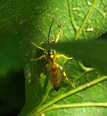 Ichneumon annulatorius