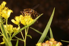 Helophilus fasciatus
