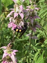 Pygodasis quadrimaculata