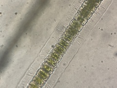 Hyalotheca