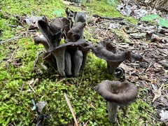 Craterellus