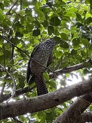 Eudynamys scolopaceus