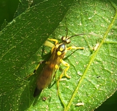 Ichneumon annulatorius