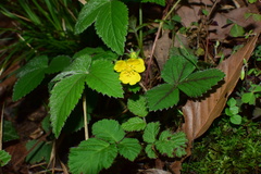 Potentilla freyniana