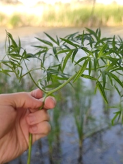 Cenolophium denudatum
