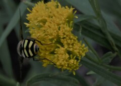 Helophilus fasciatus