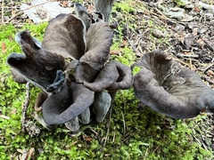 Craterellus