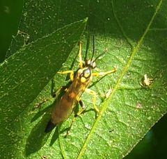 Ichneumon annulatorius