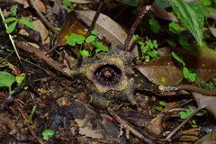 Asarum splendens