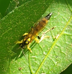 Ichneumon annulatorius