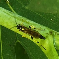 Ichneumon annulatorius