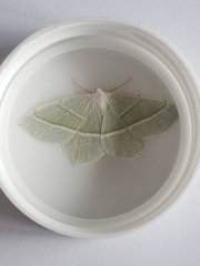 Campaea margaritaria