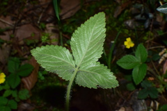 Potentilla freyniana