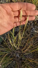 Danthonia intermedia