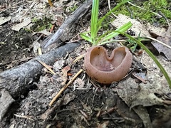 Phylloscypha phyllogena