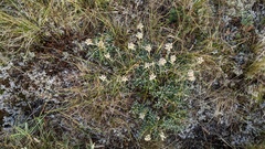 Antennaria