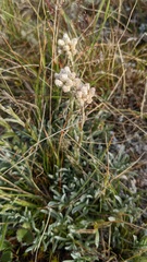 Antennaria