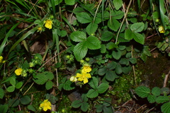 Potentilla freyniana