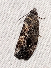 Gymnandrosoma punctidiscanum
