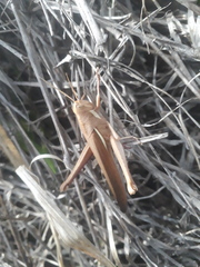 Schistocerca flavofasciata