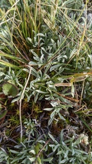 Antennaria