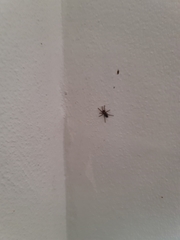 Scotophaeus blackwalli