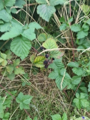 Rubus caesius
