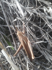 Schistocerca flavofasciata