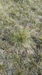 Festuca altaica