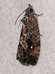 Gymnandrosoma punctidiscanum