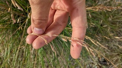Festuca altaica