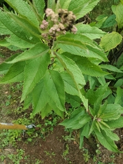 Eutrochium maculatum