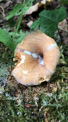 Lactifluus