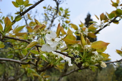 Pyrus pyrifolia