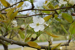 Pyrus pyrifolia