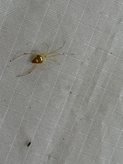 Spintharus