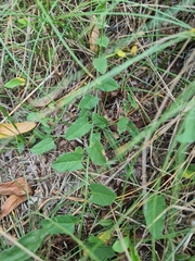 Convolvulus arvensis